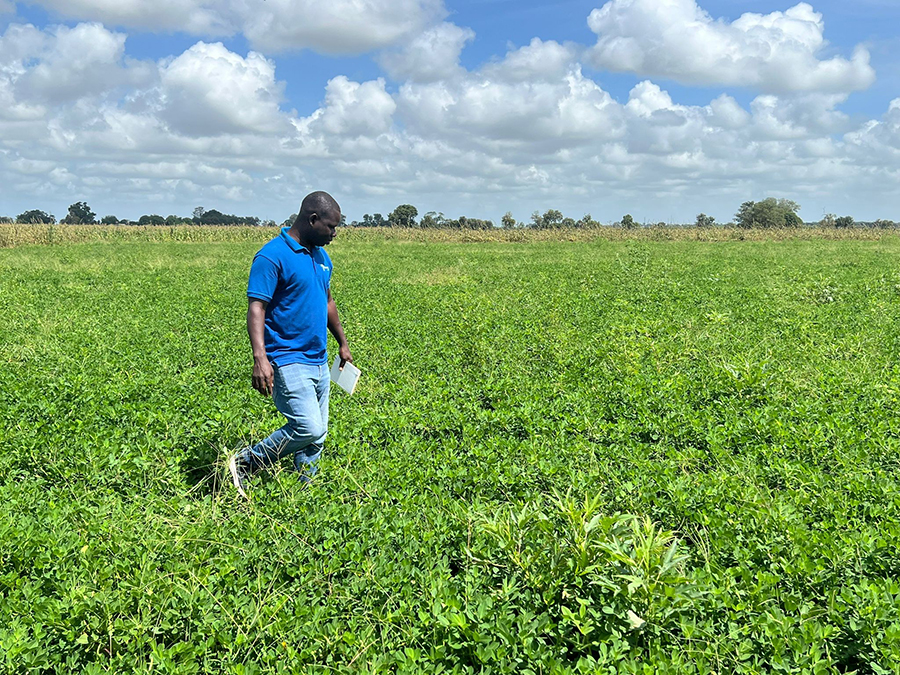 Peanut crop after TerraCalco® soil amendment
