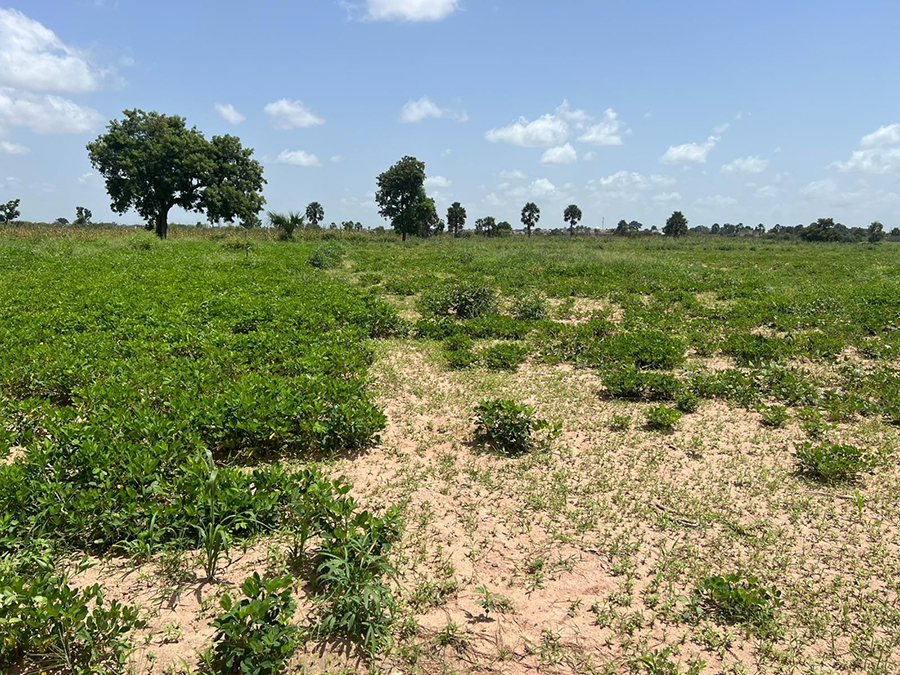 Peanut crop before TerraCalco® soil amendment